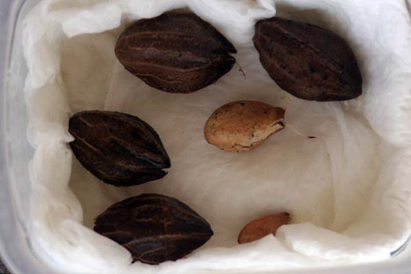 080914_Crysobalanus_icaco_taper.jpg