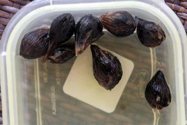 080914_Elaeis_guineensis_taper.jpg