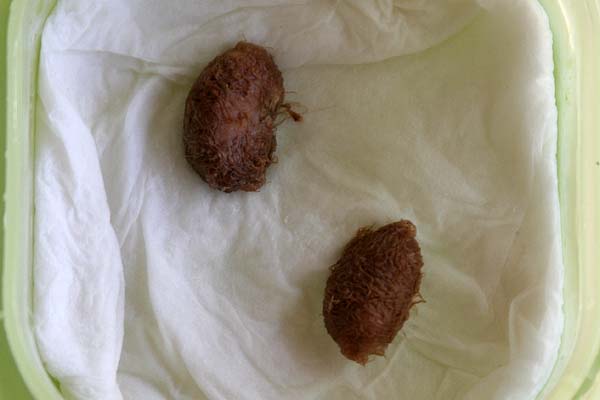 080914_Garcinia_mangostana_taper.jpg