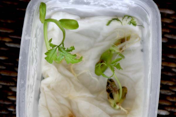 080914_Neem_taper.jpg