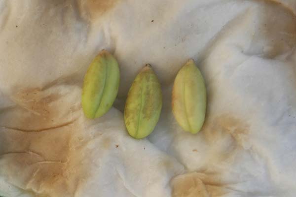 080914_synsepalum_dulcificum_taper.jpg