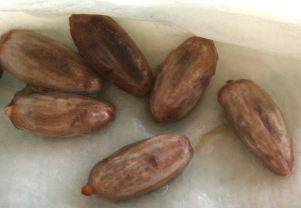 080914_Theobroma_cacao_taper.jpg