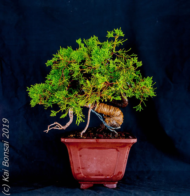 08092019-INJERTO%2BFICUS%2B015.jpg