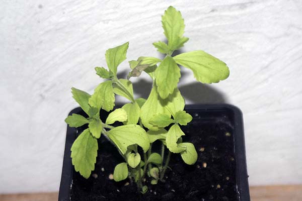 081022_Stevia_rebaudiana.jpg