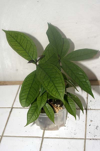 081022_Syzygium_malaccensis_taper.jpg