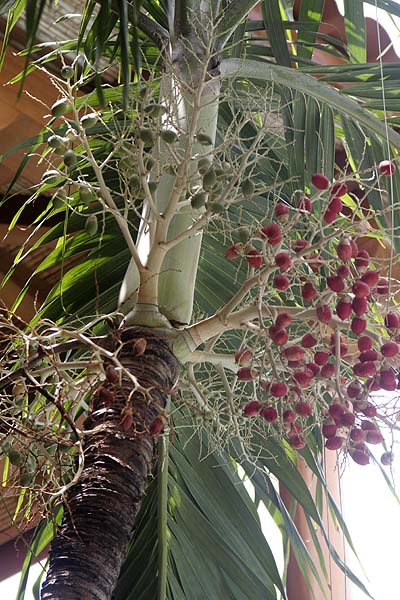 081022_Veitchia.jpg