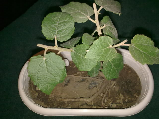 08112009103.jpg