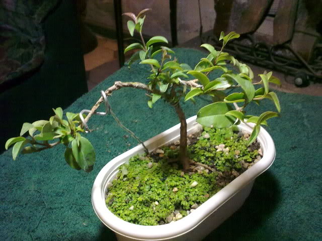 08112009122.jpg