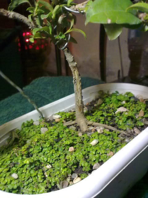 08112009126.jpg