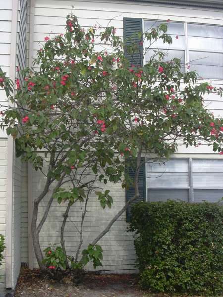 08320-Jatropha-integerrima.jpg