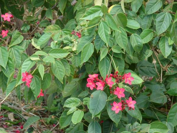 08322-Jatropha-integerrima.jpg