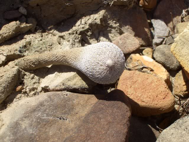 0868029e.jpg