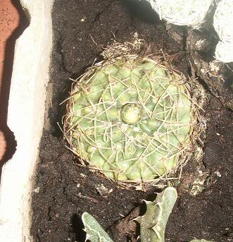 08_cactus.jpg