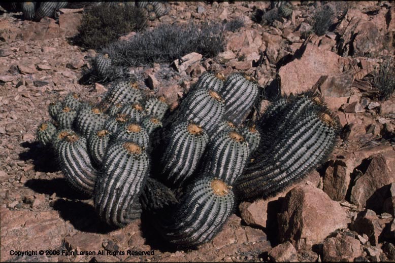 08_Copiapoa_tenebrosa.jpg
