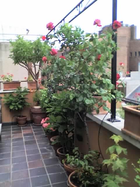 09-06-06_1154.jpg