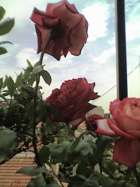 09-06-06_1155.jpg