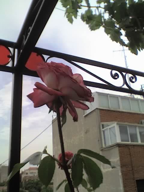09-06-06_1158.jpg