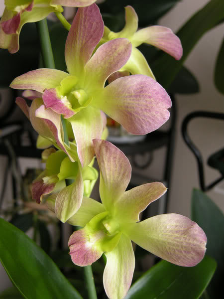 09-08-08-054jpg-Dendro-Phal.jpg