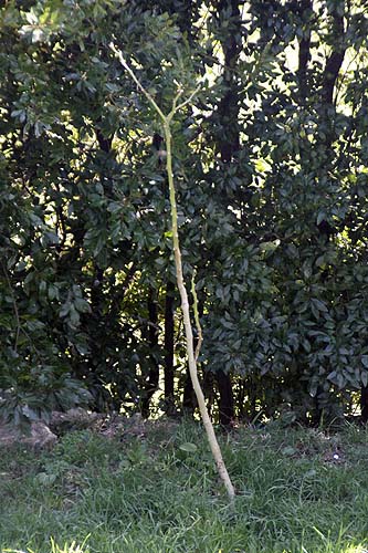 090225_tamarillo_temporal.jpg