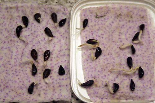 0903010_manzanos_perales_mareados_taper_2.jpg