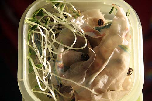 0903019_papayos_taper.jpg