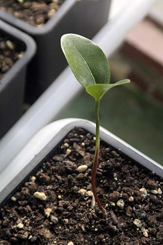 090304_chicozapote.jpg