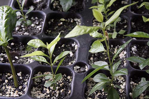 090304_guayabo_fresa.jpg