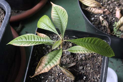 090304_mamey.jpg