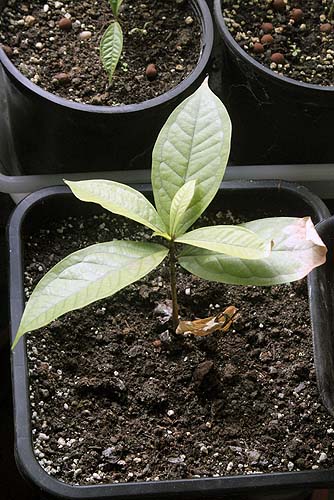 090304_manzana_de_agua.jpg
