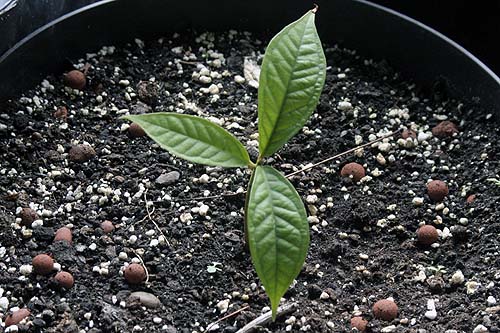 090304_manzana_de_agua_2.jpg