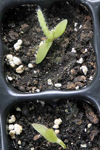 090304_pitaya_costarricense.jpg