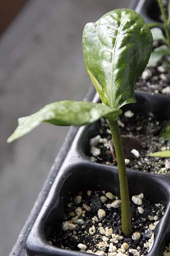 090304_zapote_negro.jpg