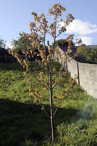 090330_cerezo.jpg