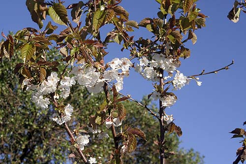 090330_cerezo_flores.jpg