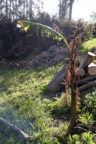 090330_platanera.jpg