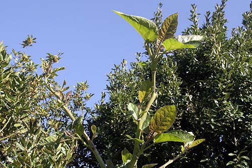 090330_tamarillo.jpg
