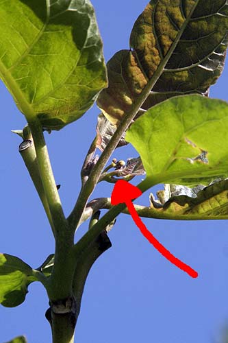 090330_tamarillo_flores.jpg