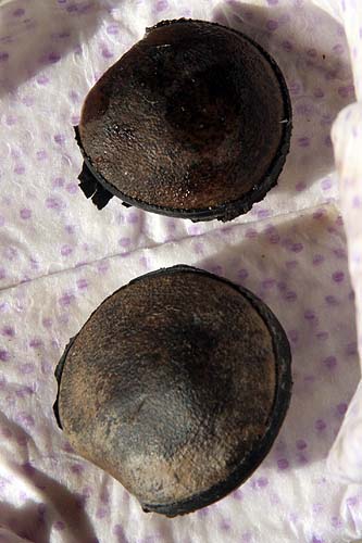 090403_ojo_de_buey_semillas.jpg