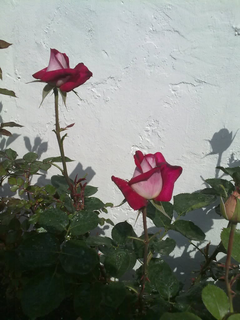 090420111364.jpg