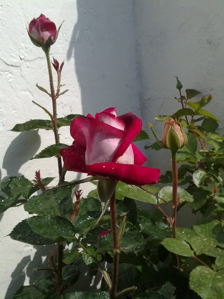 090420111367.jpg