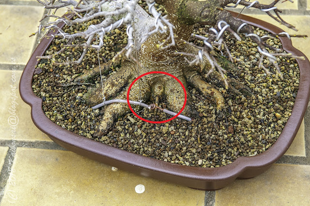 09052018-FICUS%2B008b.jpg