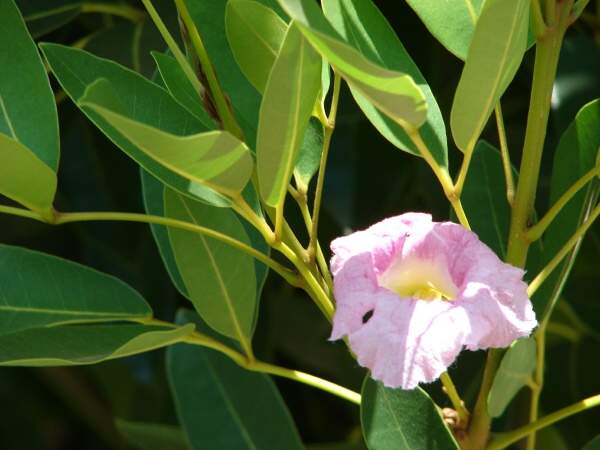 09097-Tabebuia-rosea.jpg