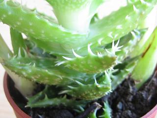 09_08_2006_11.JPG