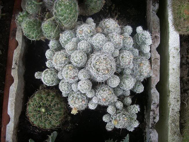 09_cactus.jpg
