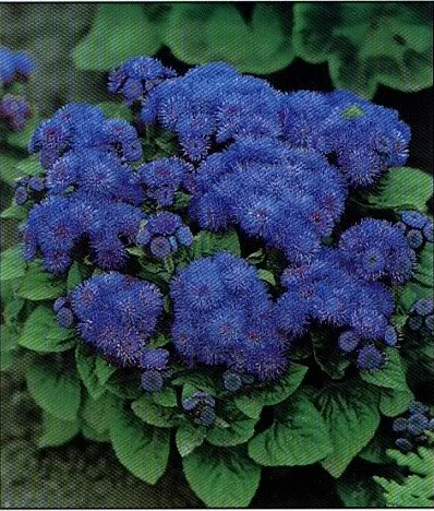 0ageratum.jpg