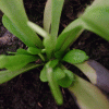 0bb81432969907.gif