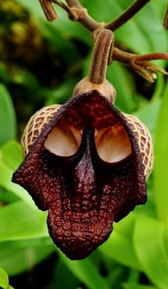 0ca264ec479594e6ed1b15856a6d2832--tropical-flowers-exotic-flowers.jpg
