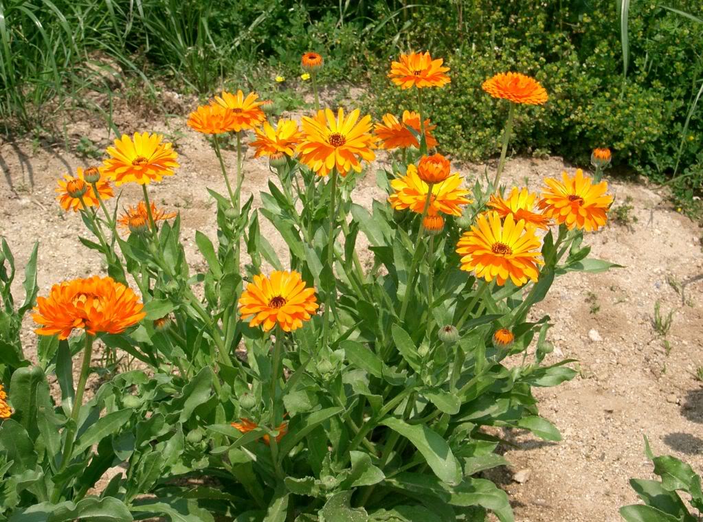 0calendula.jpg