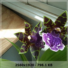 0de17eab6167bd1182f86e069f4d5f9bo.jpg