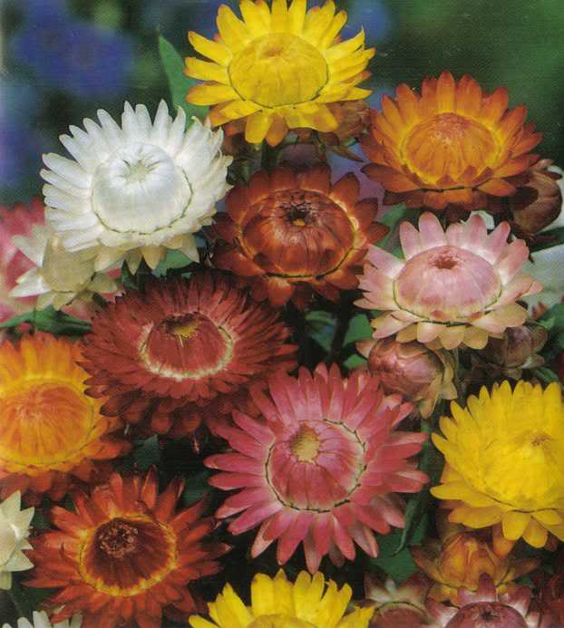 0StrawflowerTallMix-1.jpg